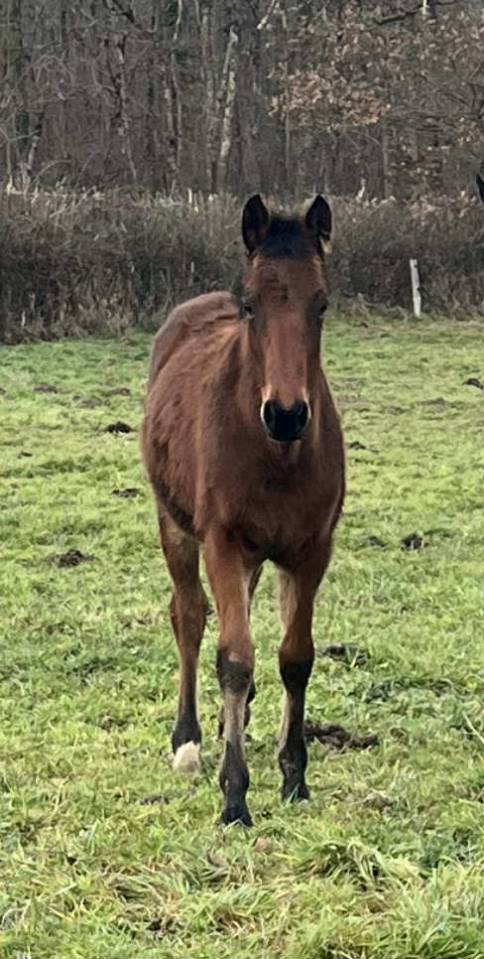 Colt Selle Fran&ccedil;ais For sale 2025 Bay