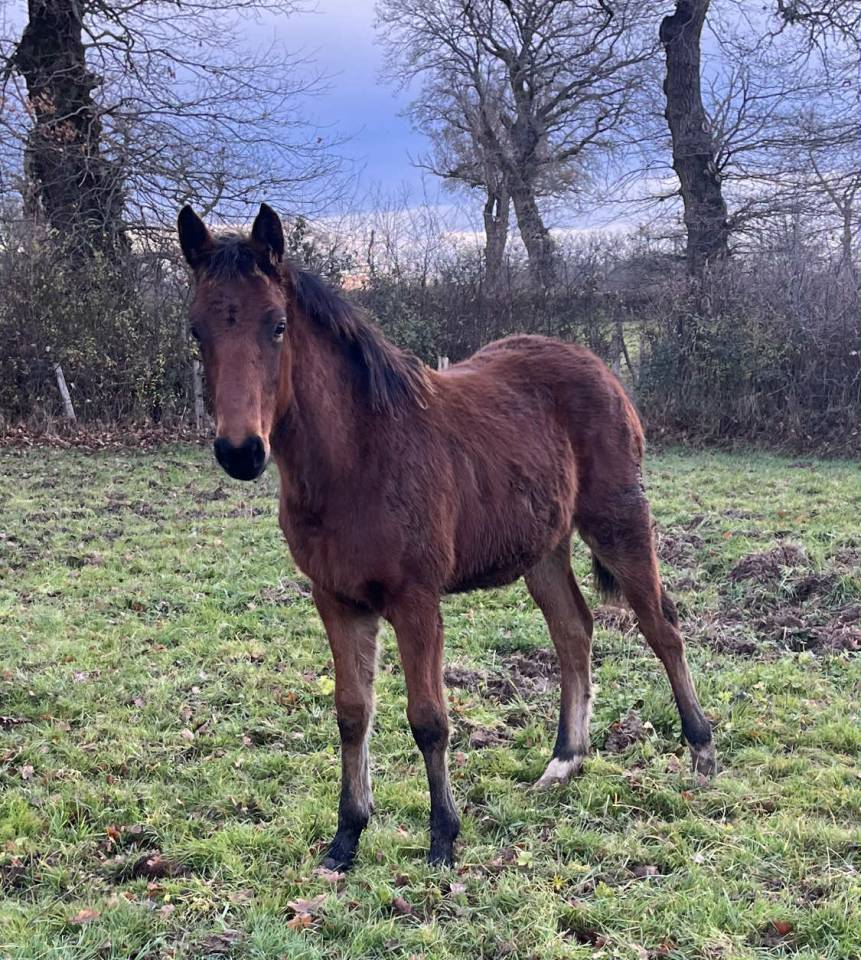 Colt Selle Fran&ccedil;ais For sale 2025 Bay