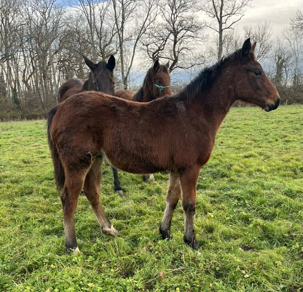 Colt Selle Fran&ccedil;ais For sale 2025 Bay