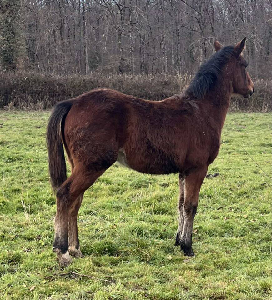 Colt Selle Fran&ccedil;ais For sale 2025 Bay