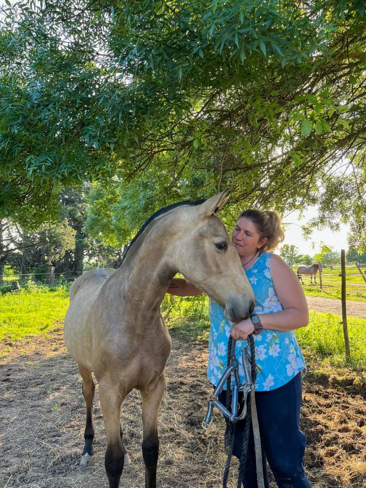 Mare PRE Pure Spanish Bred For sale 2024 Buckskin