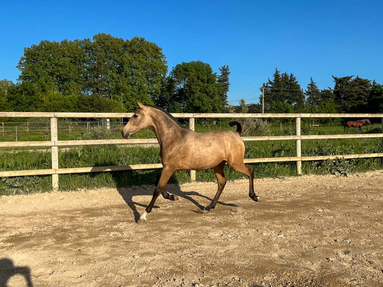 Mare PRE Pure Spanish Bred For sale 2024 Buckskin