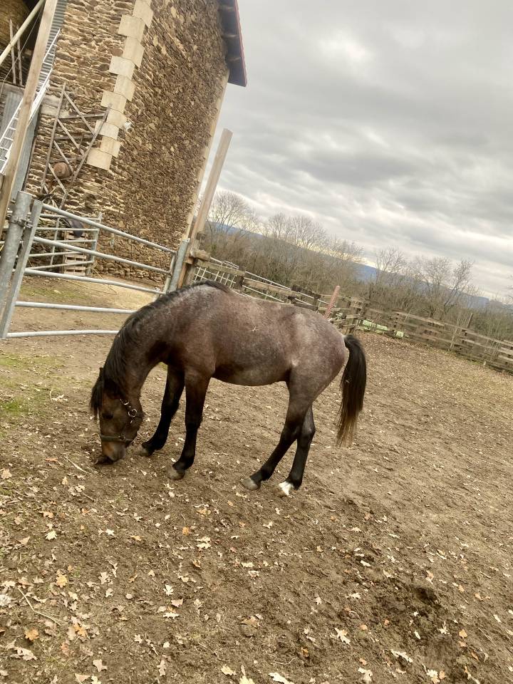 Entire New Forest For sale 2023 Grey