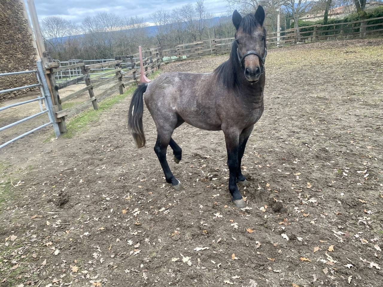 Entire New Forest For sale 2023 Grey