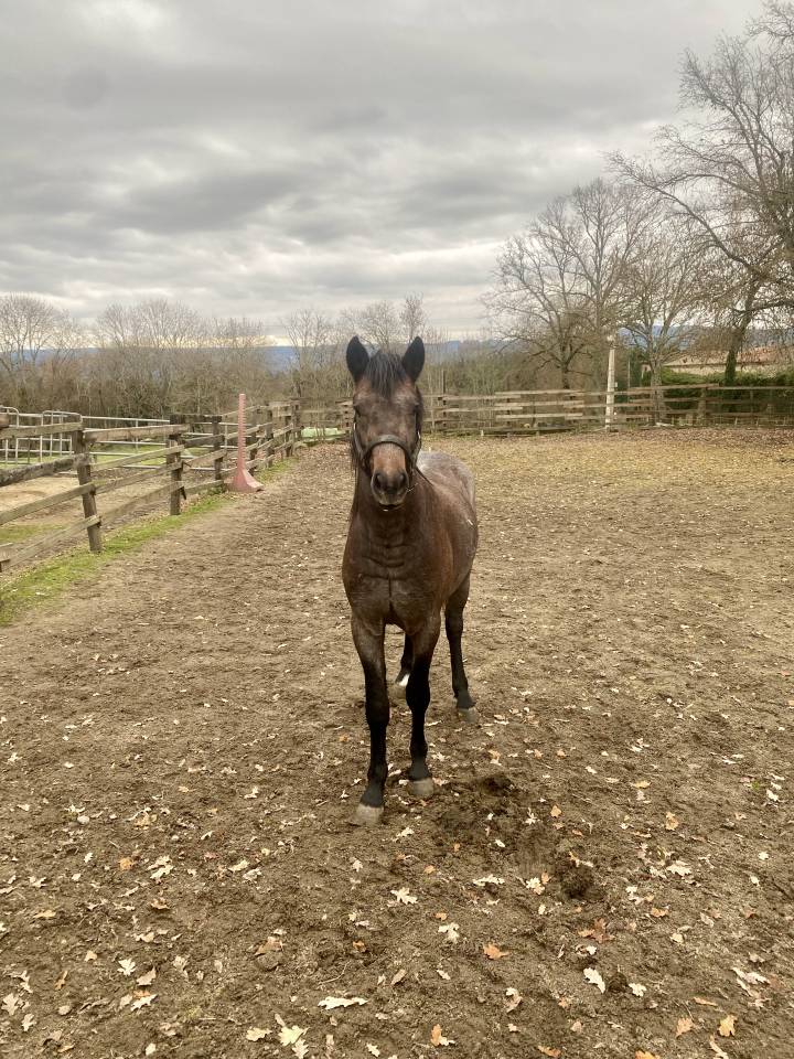 Entire New Forest For sale 2023 Grey