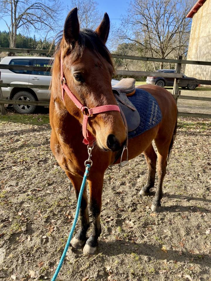 Gelding New Forest For sale 2023 Bay
