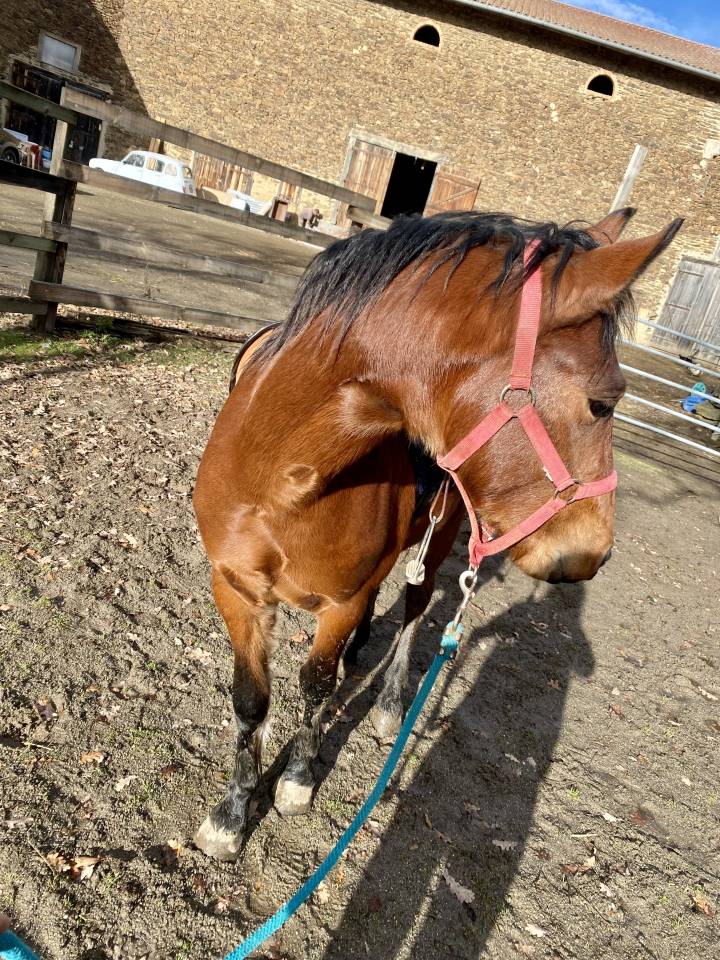 Gelding New Forest For sale 2023 Bay