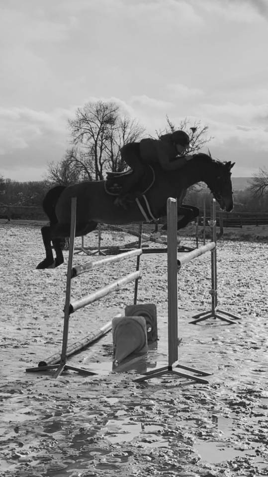 Mare Origin Recorded For sale 2013 Bay