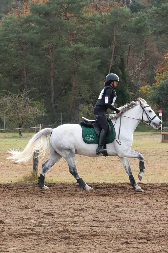 Gelding Connemara For sale 2019 Grey