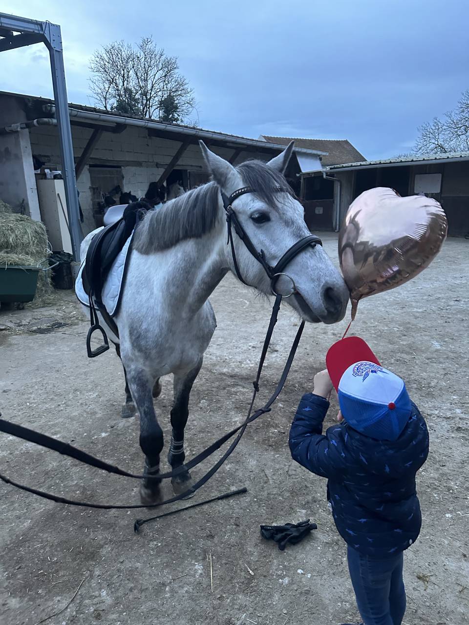 Gelding Connemara For sale 2019 Grey