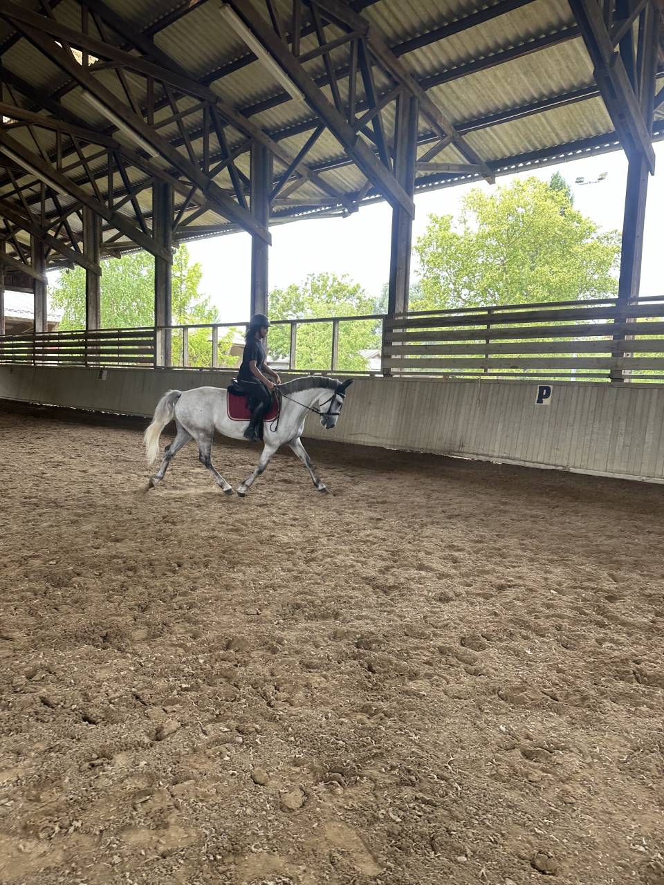 Gelding Connemara For sale 2019 Grey