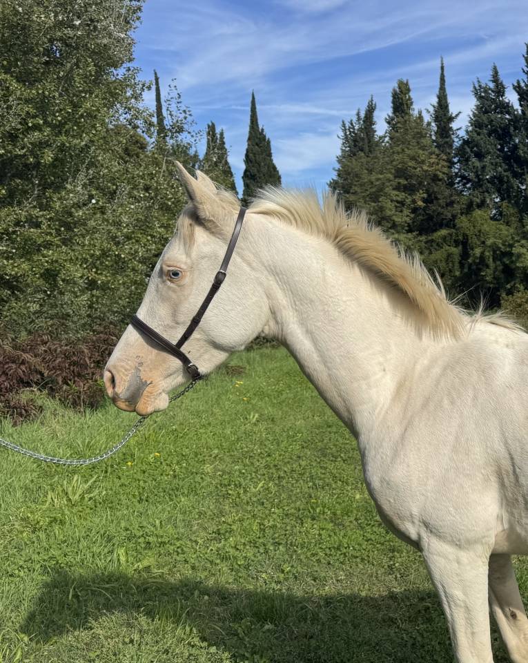 Miko Colordream - Arabian Half Blood 2022 by Indian Soul Angelpah