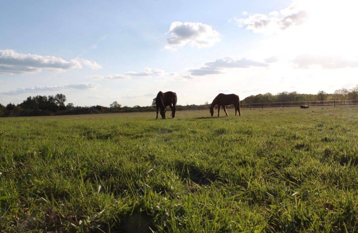 Livery yard  Loir-et-Cher