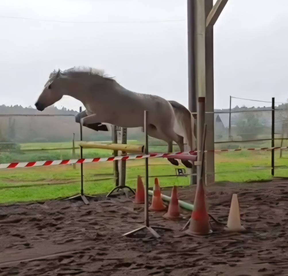 Gelding French Saddle Pony For sale 2018 Grey