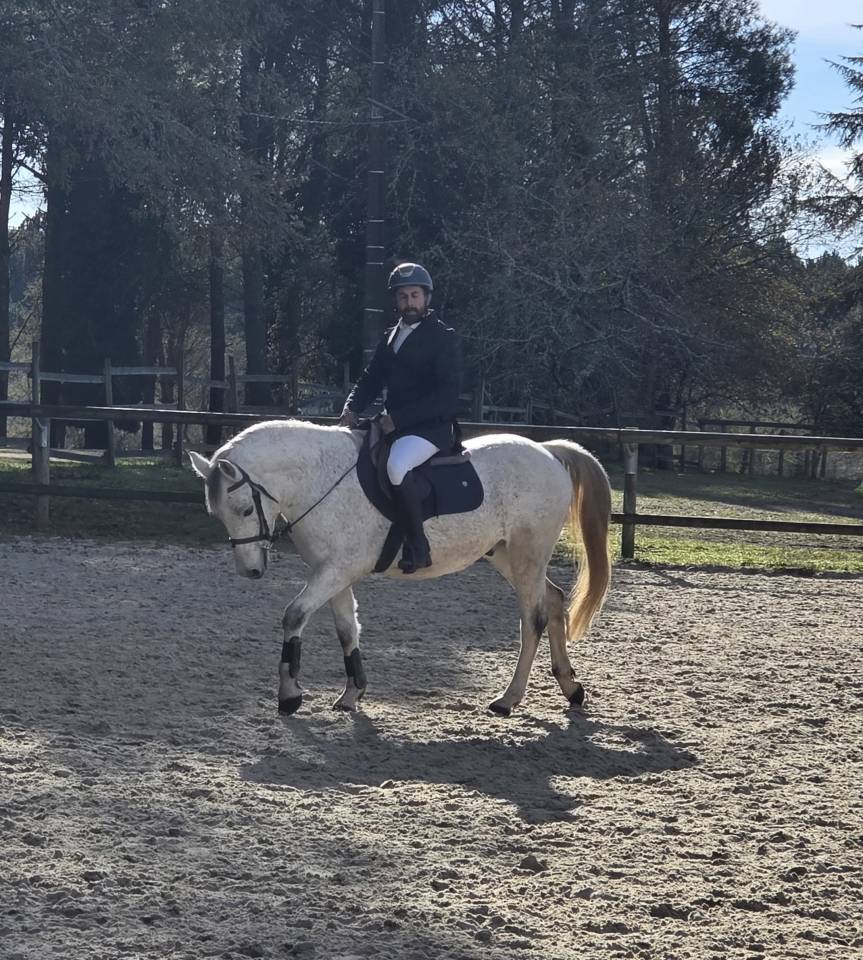 Gelding French Saddle Pony For sale 2018 Grey