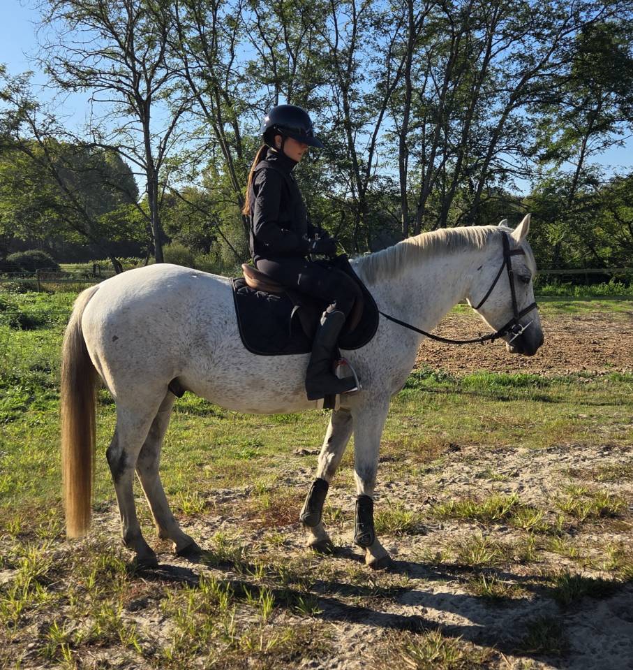 Gelding French Saddle Pony For sale 2018 Grey