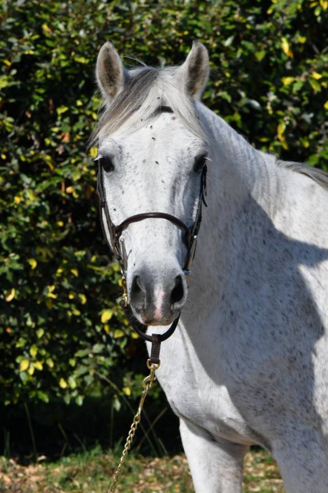 Gelding French Saddle Pony For sale 2018 Grey