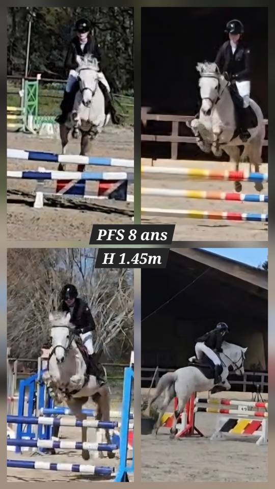Gelding French Saddle Pony For sale 2018 Grey