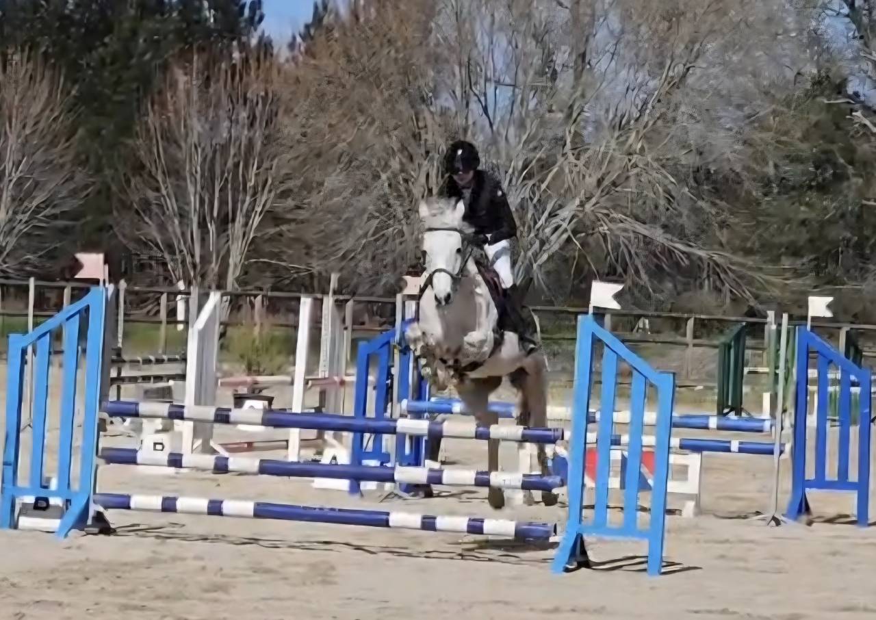 Gelding French Saddle Pony For sale 2018 Grey