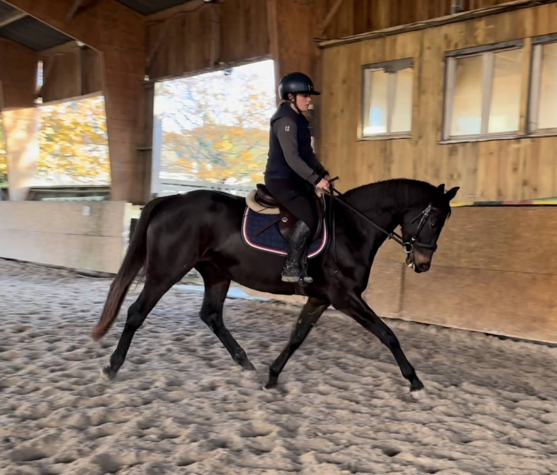 Mare sBs Belgian Warmblood For sale 2021 Dark Bay