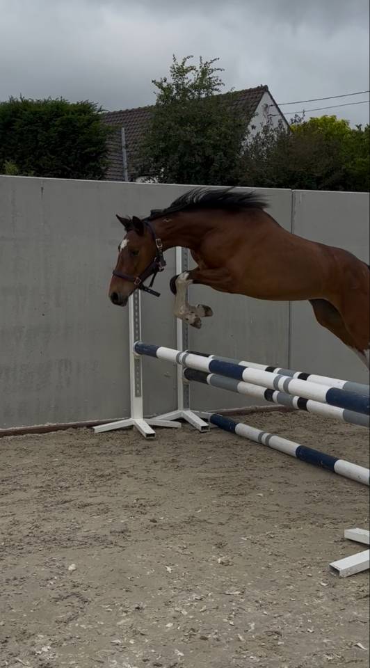 Filly Other Pony Breed For sale 2023 Coloured