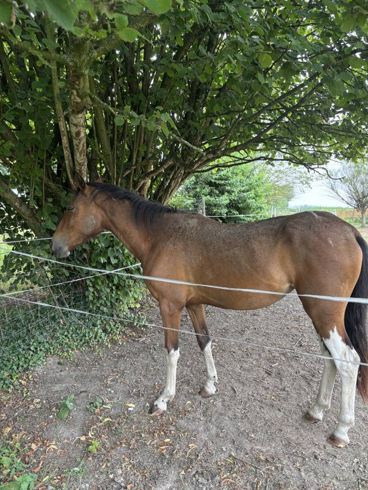 Filly Other Pony Breed For sale 2023 Coloured