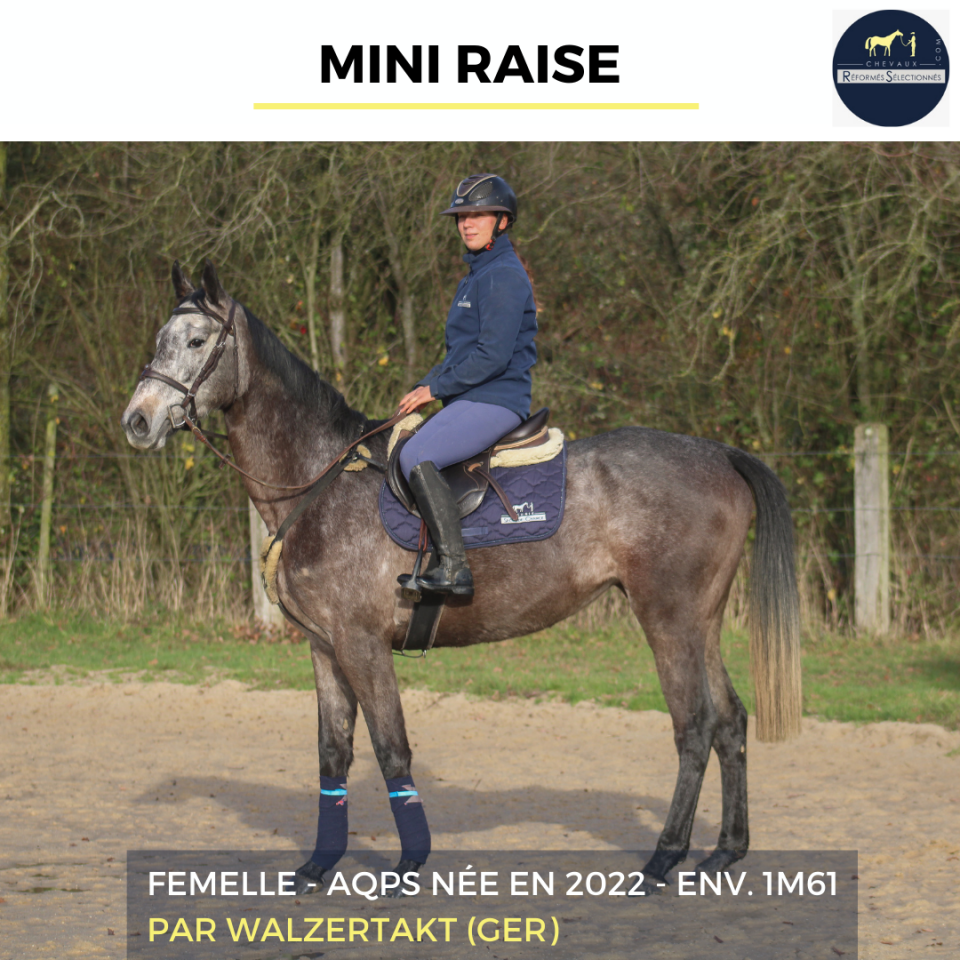 Mare AQPS For sale 2022 Grey