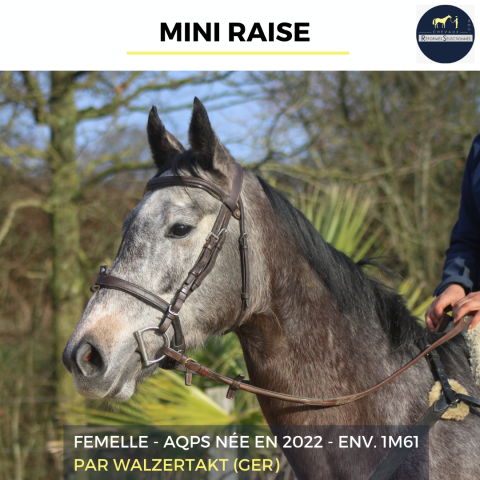 Mare AQPS For sale 2022 Grey