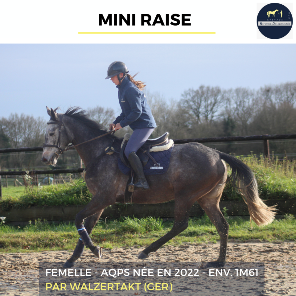 Mare AQPS For sale 2022 Grey