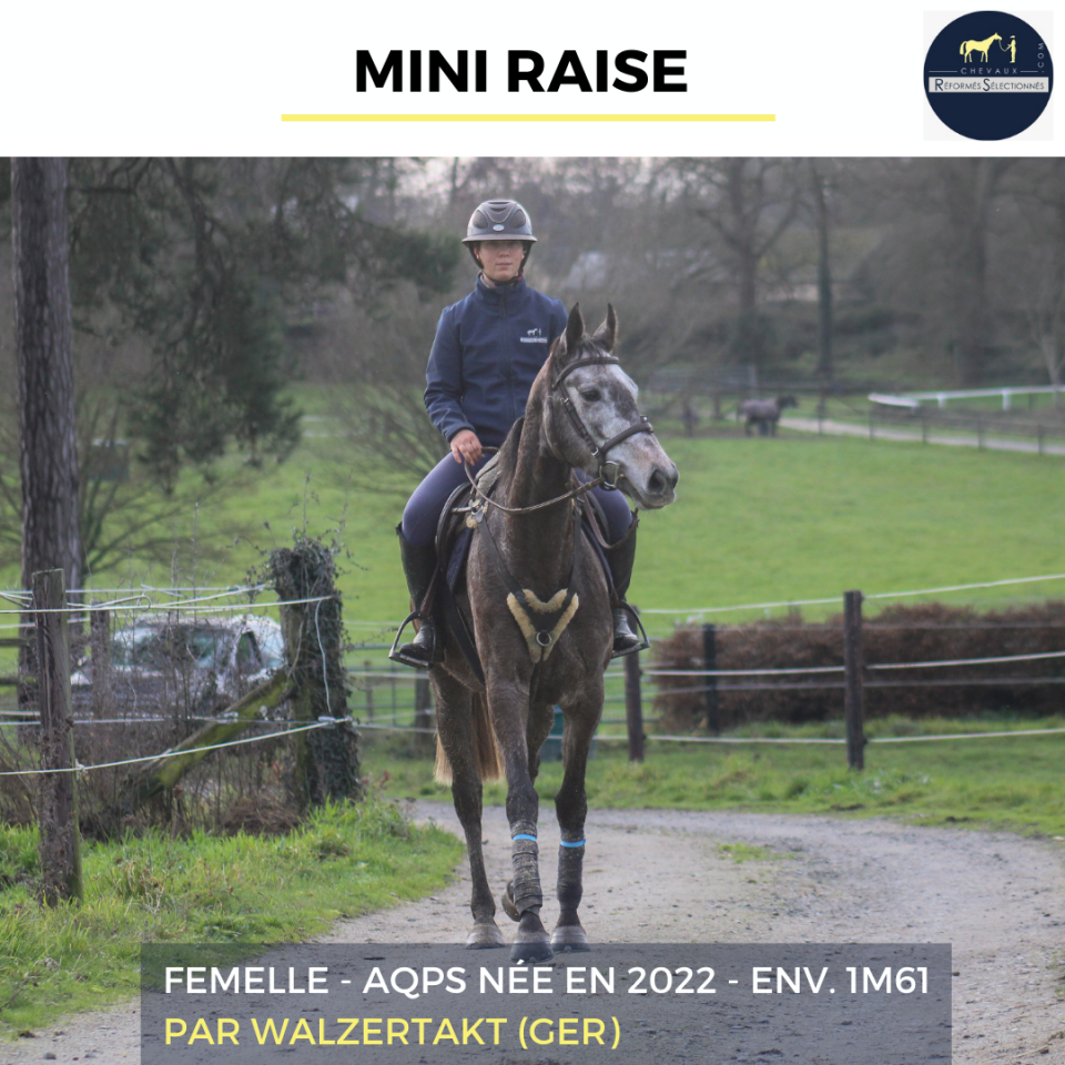 Mare AQPS For sale 2022 Grey