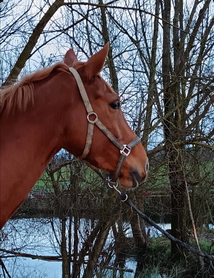 Mare Selle Fran&ccedil;ais For sale 2021 Chesnut