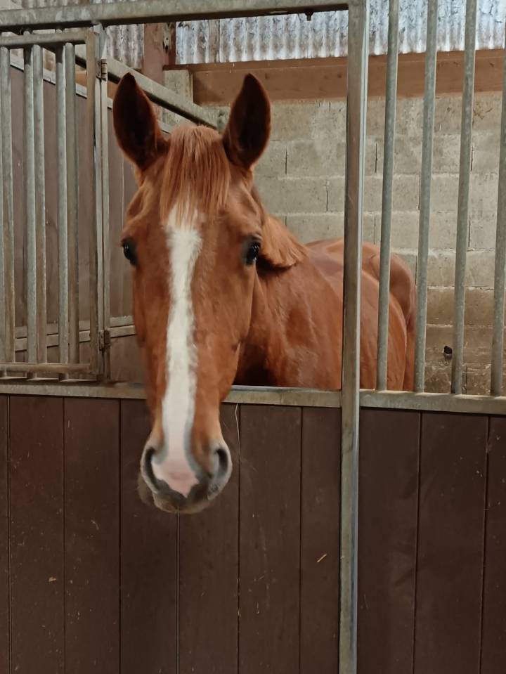 Mare Selle Fran&ccedil;ais For sale 2021 Chesnut