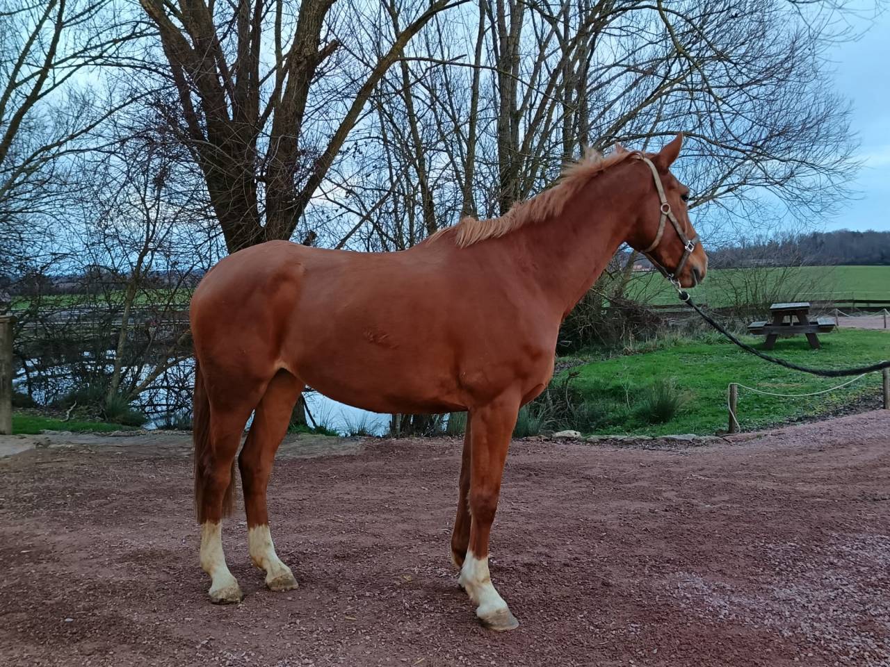 Mare Selle Fran&ccedil;ais For sale 2021 Chesnut