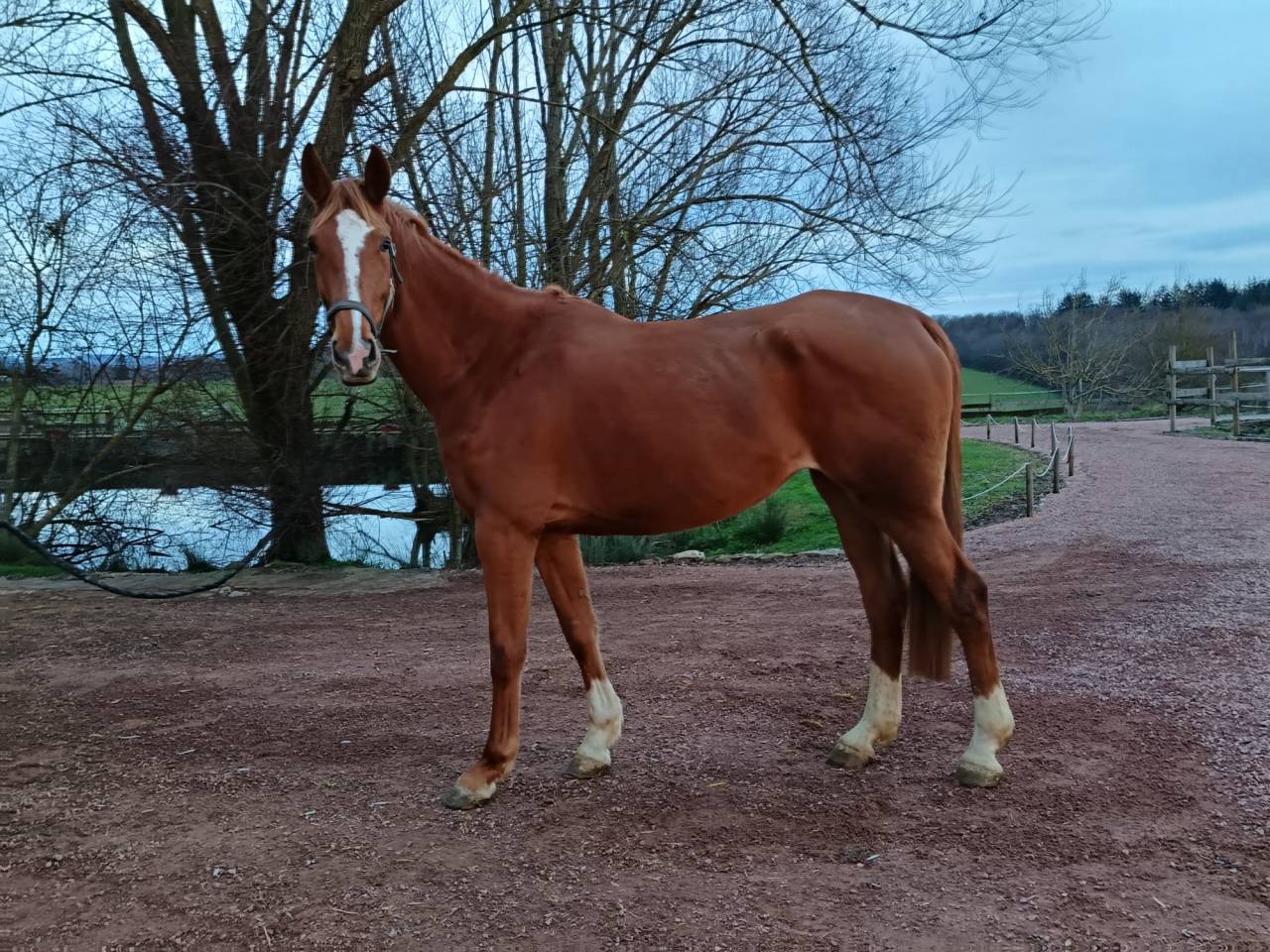Mare Selle Fran&ccedil;ais For sale 2021 Chesnut