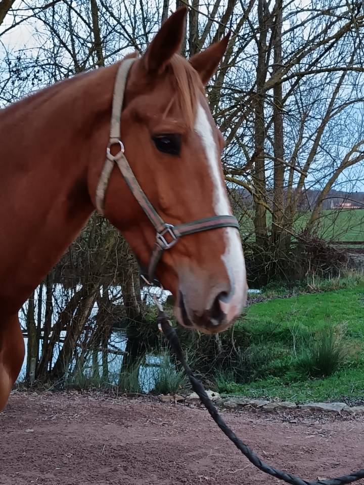 Mare Selle Fran&ccedil;ais For sale 2021 Chesnut