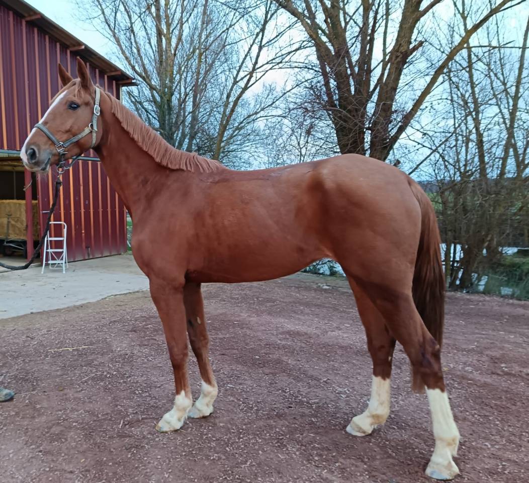 Mare Selle Fran&ccedil;ais For sale 2021 Chesnut