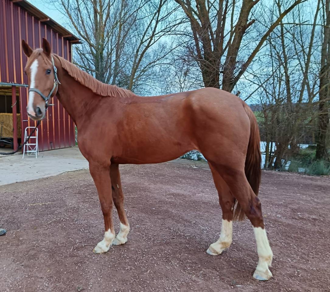 Mare Selle Fran&ccedil;ais For sale 2021 Chesnut