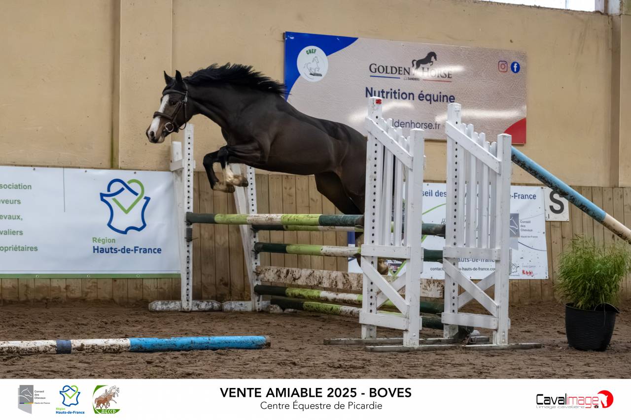 Mare Origin Recorded For sale 2021 Bay