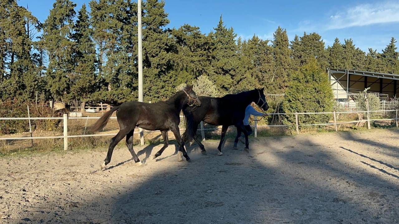 Colt Selle Fran&ccedil;ais For sale 2025 Black