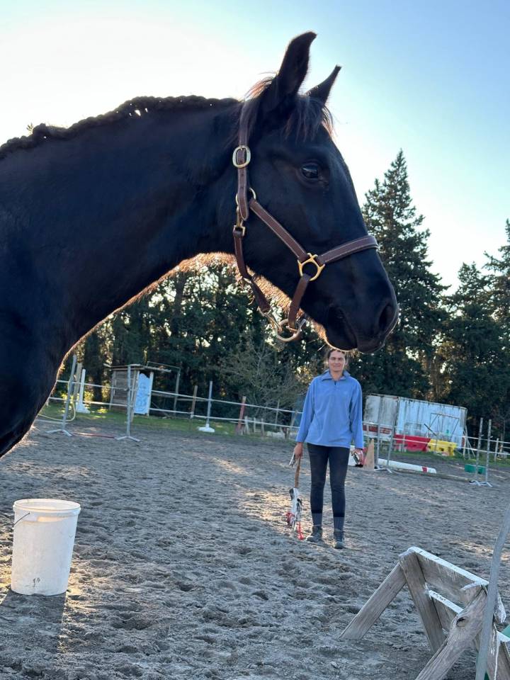 Colt Selle Fran&ccedil;ais For sale 2025 Black