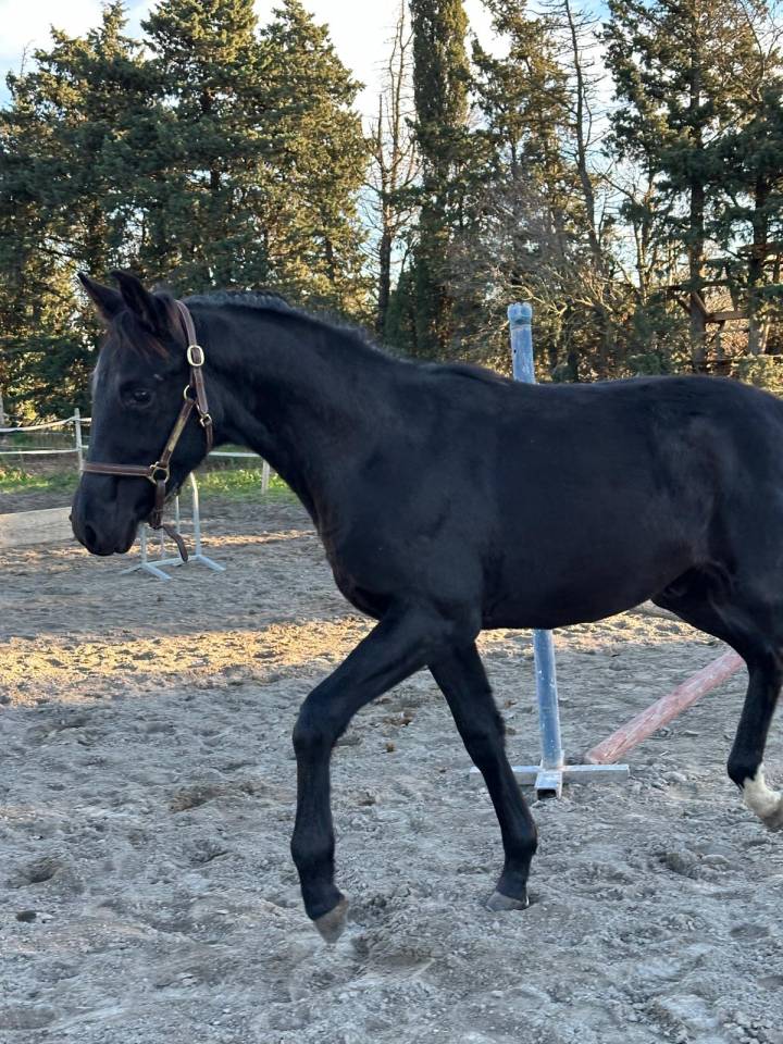 Colt Selle Fran&ccedil;ais For sale 2025 Black