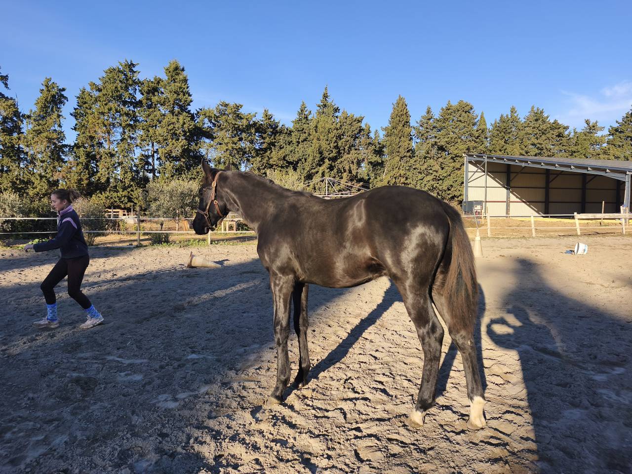 Colt Selle Fran&ccedil;ais For sale 2025 Black