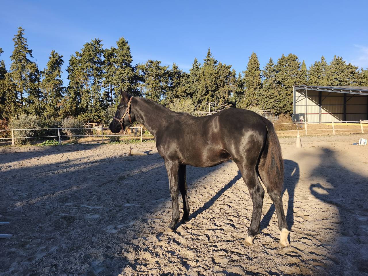 Colt Selle Fran&ccedil;ais For sale 2025 Black