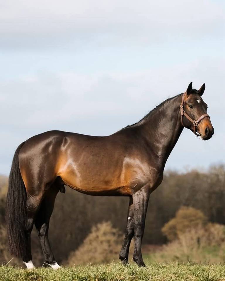 Colt Selle Fran&ccedil;ais For sale 2025 Black