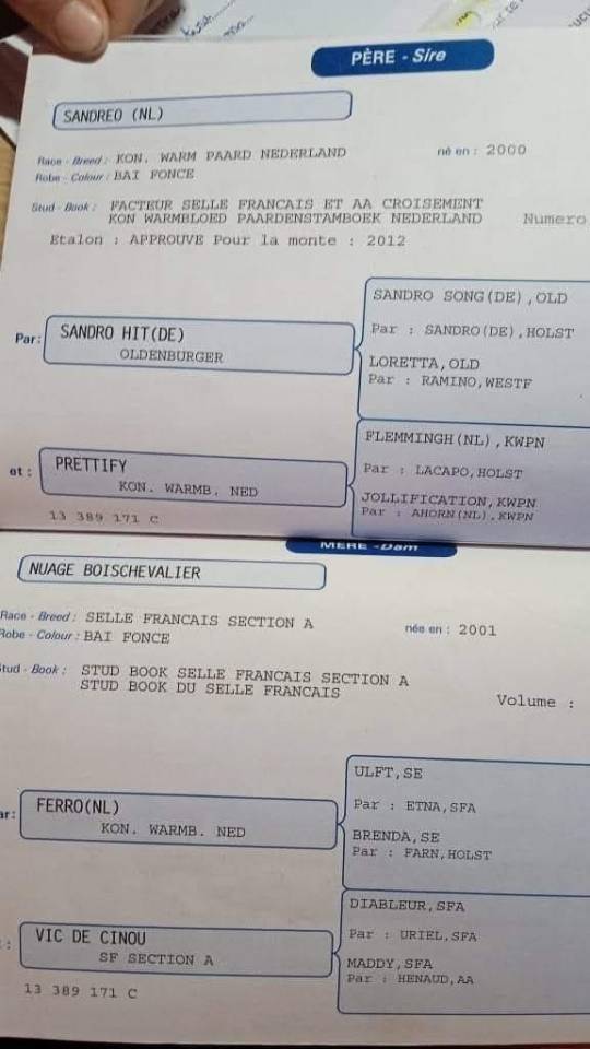 Colt Selle Fran&ccedil;ais For sale 2025 Black