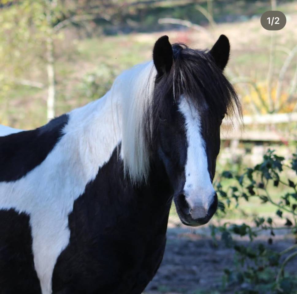 Gelding Pottok  For sale 2010 Coloured