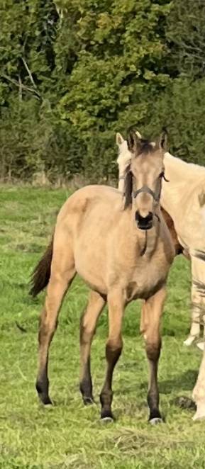 Filly Selle Fran&ccedil;ais For sale 2025 Buckskin