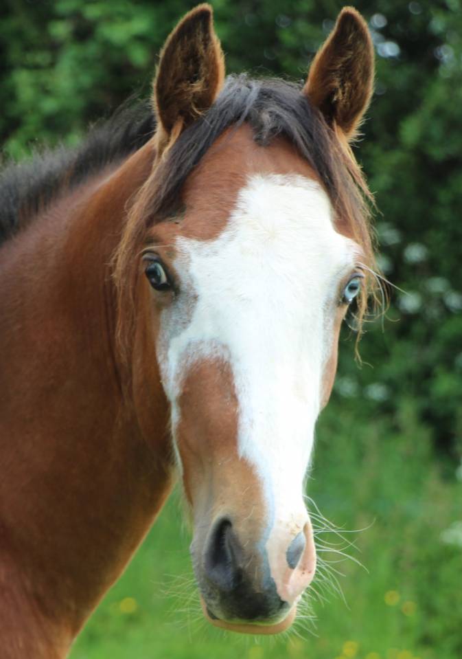 Entire French Saddle Pony For sale 2023 Bay