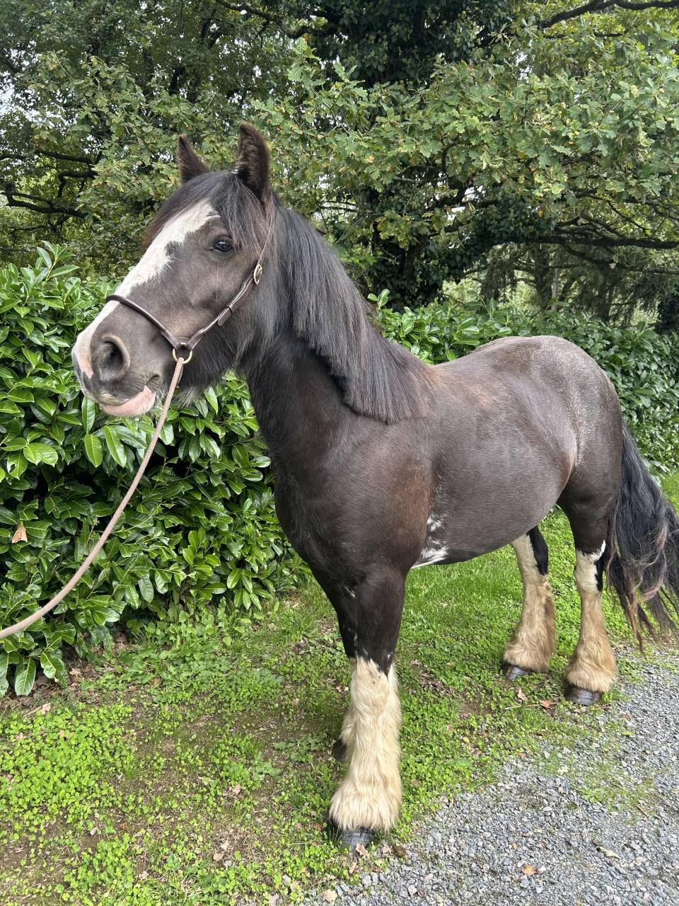 Mare No Origin Recorded For sale 2021 Black