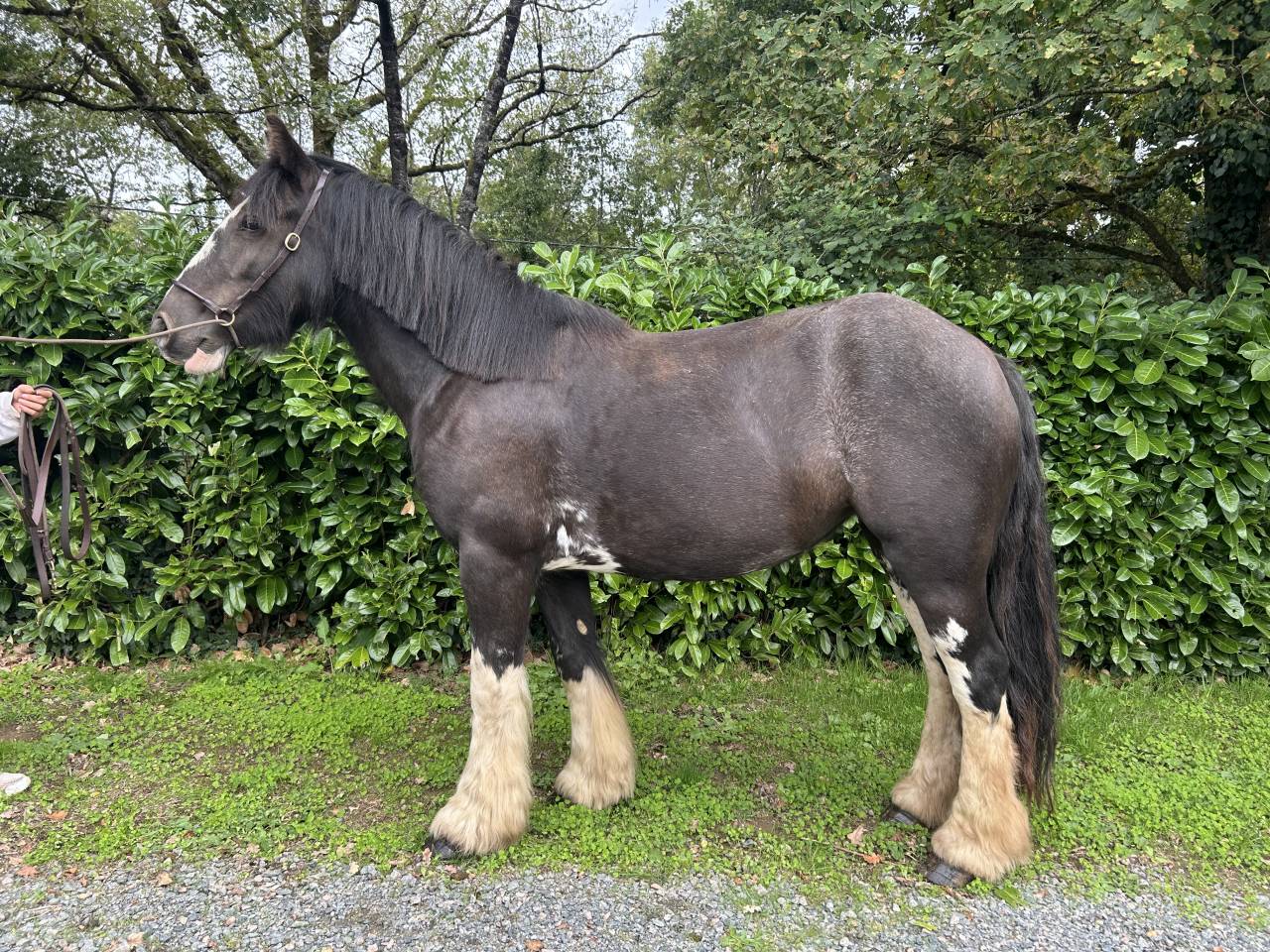 Mare No Origin Recorded For sale 2021 Black